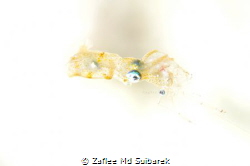 Pygmy Squid having dinner by Zaflee Md Suibarek 